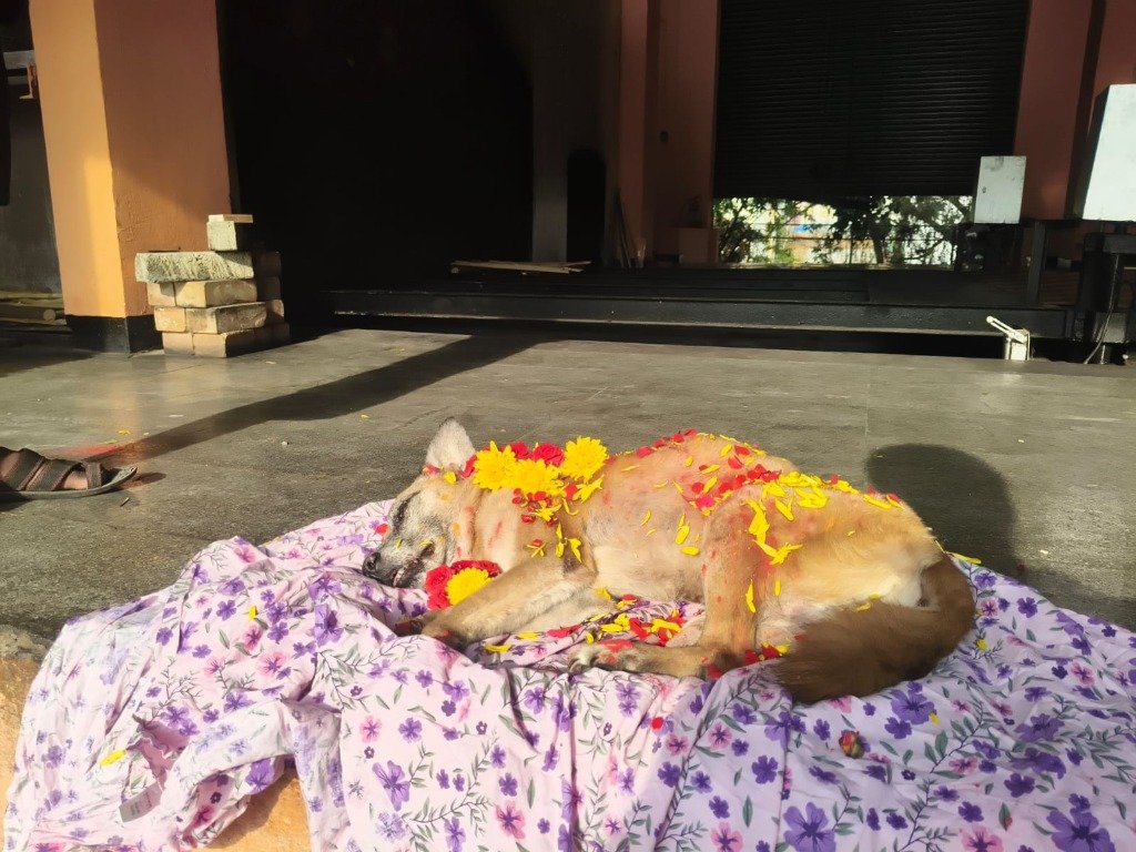 Dog funeral with yellow marigold flowers on purple cloth — compassionate dog funeral service Bengaluru