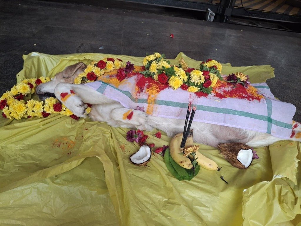 Complete pet funeral ritual with yellow chrysanthemums and traditional cloth — Bengaluru