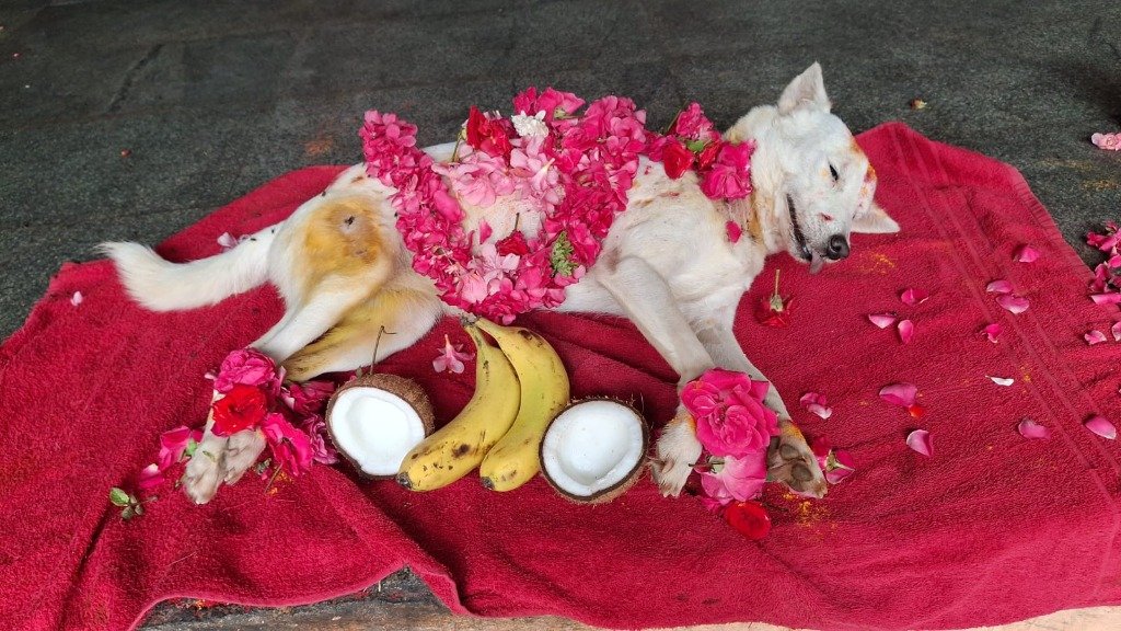 White dog funeral with pink rose petals arranged in heart shape with coconut and banana offerings