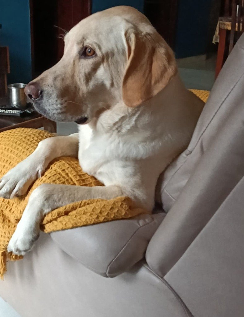 A beloved pet Labrador resting peacefully
